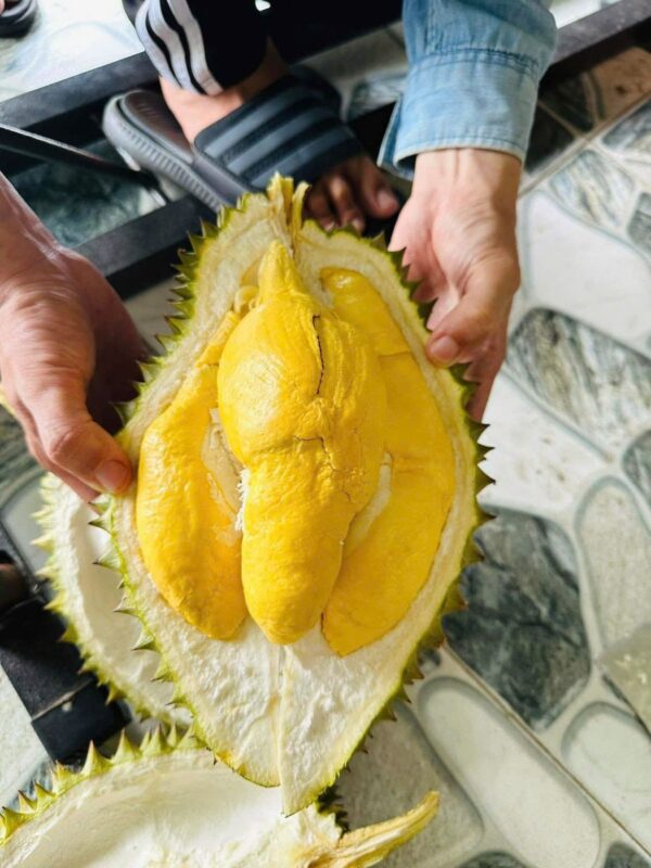 Sầu Riêng Ri6
