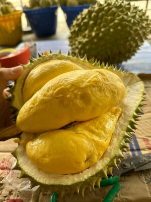 Sầu Riêng Ri6
