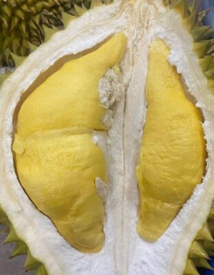Sầu Riêng Ri6 Rụng- Tây Ninh