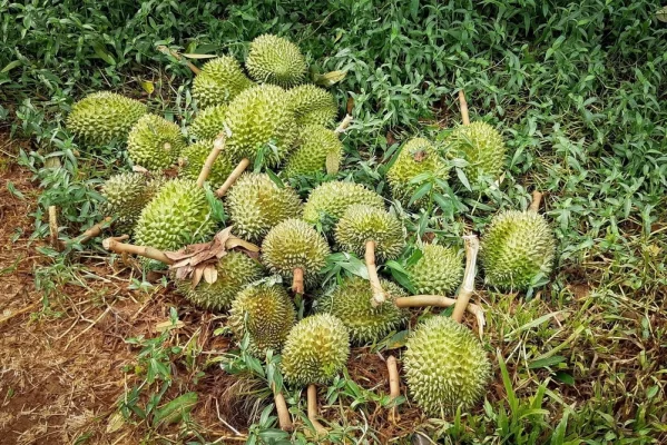 Sầu Riêng Monthong Rụng