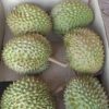 Trái Sầu Riêng Ri6