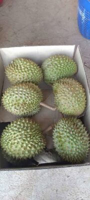 Trái Sầu Riêng Ri6