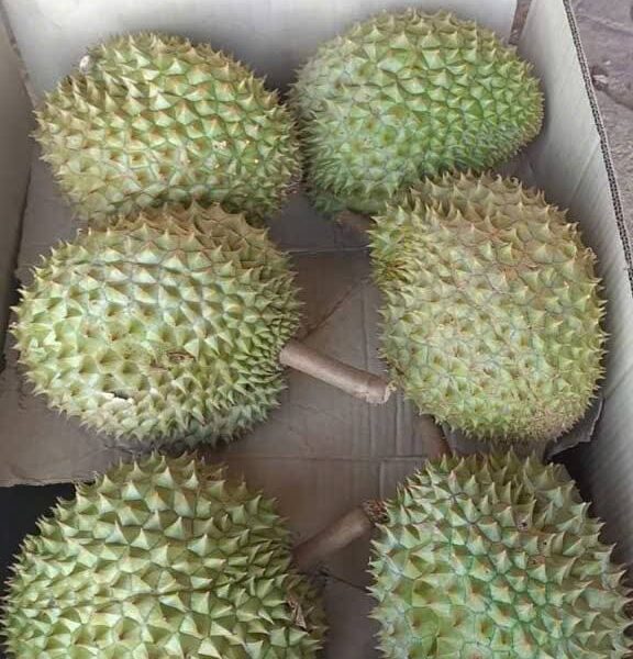 Trái Sầu Riêng Ri6