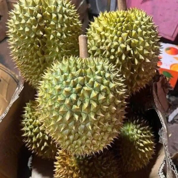 Sầu Riêng Ri6