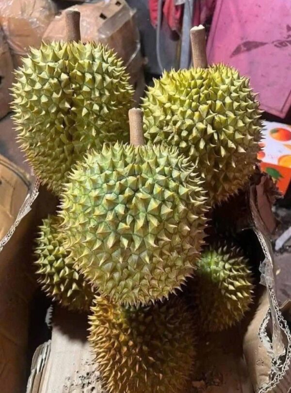 Sầu Riêng Ri6