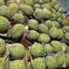 Vựa Sầu Riêng Ri6