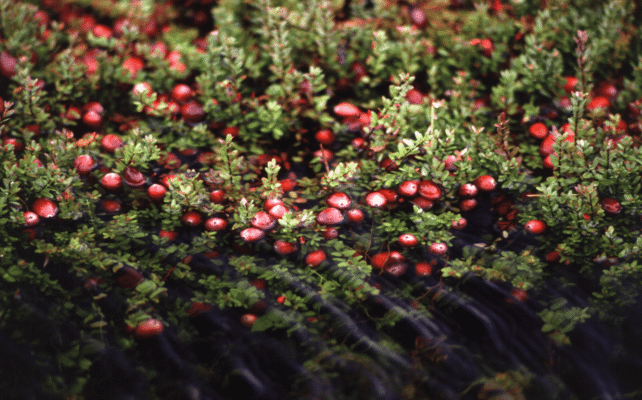 Cây Cranberry