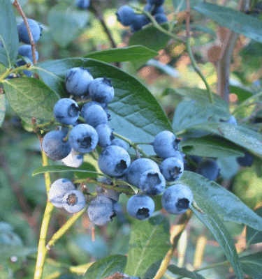 Trái Blueberry